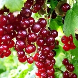 Смородина красная «Вишневая» | Питомник ГринАгроСад