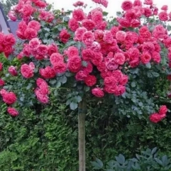 Роза штамбовая « Розариум Ютерзен (Rosarium Uetersen) » | Питомник ГринАгроСад