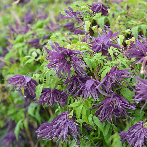 I Клематис «Violet Surprise»