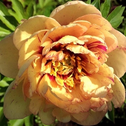 Пион Лоллипоп  (Paeonia Lollipop) (3 года) | Питомник ГринАгроСад
