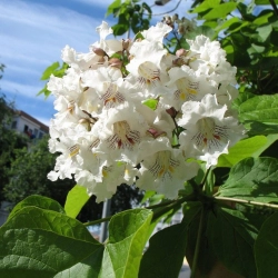 Катальпа бигнониевидная (Catalpa bignonioides) | Питомник ГринАгроСад