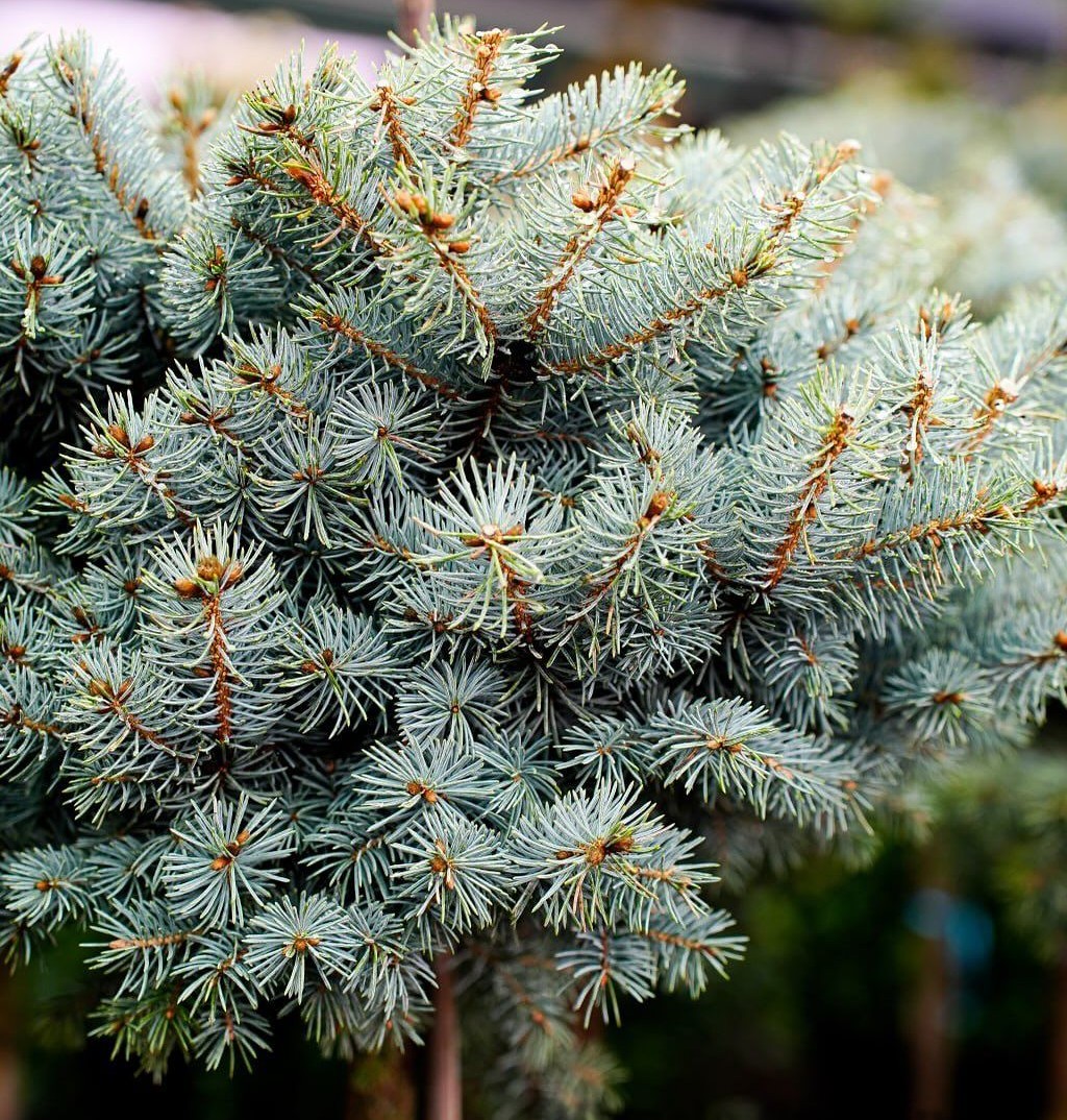 Ель колючая «Glauca Globosa» на штамбе | Питомник ГринАгроСад
