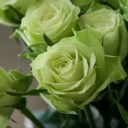 Роза спрей « Грин Глоу (Green Glow)» | Питомник ГринАгроСад