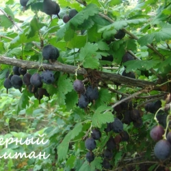 Крыжовник «Северный капитан» | Питомник ГринАгроСад