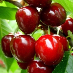 Черевишня «Спартанка» | Питомник ГринАгроСад