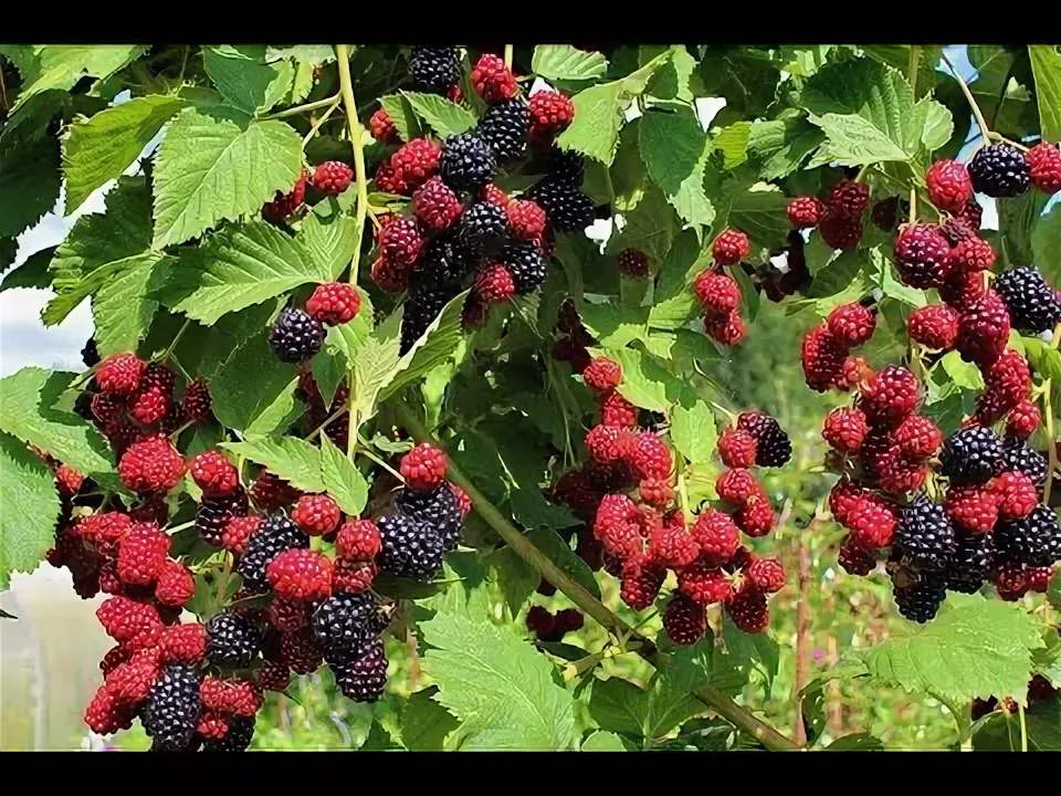 Ежевика «Вождь Джозеф» | Питомник ГринАгроСад