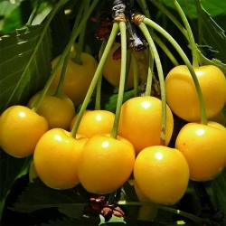 Черешня «Дрогана Желтая» | Питомник ГринАгроСад
